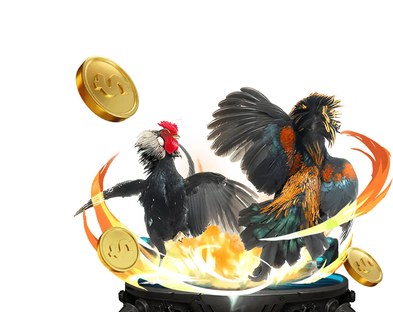 Đá gà cựa dao và cựa sắt